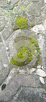 moss growing on paving blocks