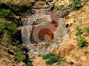 Moss growing on rocks
