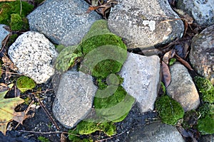 Moss growing in rocks