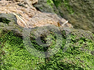 Moss growing on sandrock and wood chips from logging.