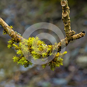 Moss growing on small branch in humid environment