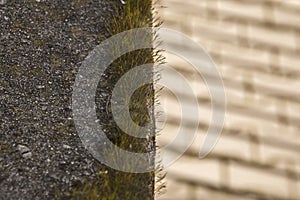 Moss growing on stone fence