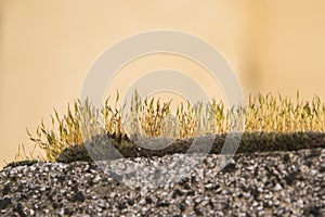 Moss growing on stone fence