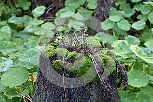 Moss growing on a stump Nasturtium background