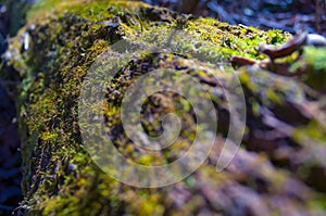 Moss growing on a tree