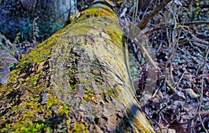 Moss growing on a tree