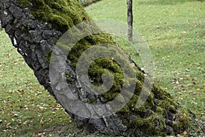 Moss growing on tree bark close up in natural environment