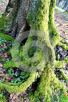 Moss Growing On Tree Roots