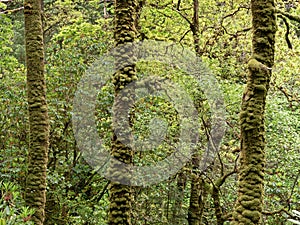 Moss growing on tree trunks in a pine forest