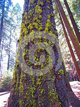 Moss growing on trunk of Giant sequoia Sequoiadendron giganteum along the trail of a hundred giants Sequoia National Forest photo