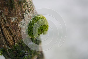 Moss growing on the trunk of a tree in the forest in winter has frozen ice crystals