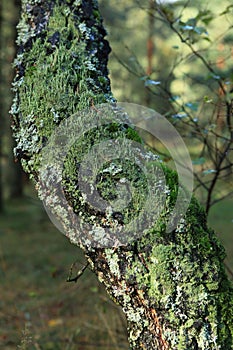 The moss-grown birch tree