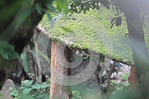 Moss grown on Small hut situated at Tirathgarh Waterfall