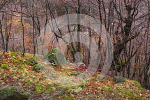 Moss-grown stones in the wood