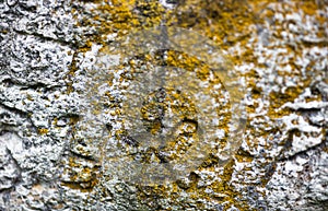 Moss-grown surface of the old stone cross