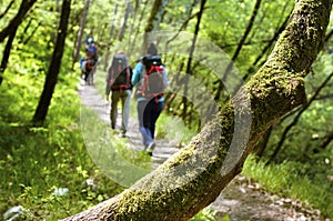 Moss-grown tree trunk