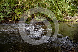 Moss grows on cedar branches hanging over a man made salmon spawning channel at at a fish hatchery on Vancouver Island