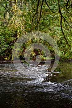 Moss grows on cedar branches hanging over a man made salmon spawning channel at at a fish hatchery on Vancouver Island