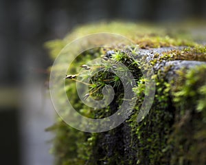 Moss Grows on a Disused Wooden Table