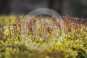 Moss Grows on a Disused Wooden Table