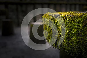 Moss Grows on a Disused Wooden Table