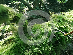 Moss grows on old wooden logs. Common Fern Moss, Thuidium delicatulum