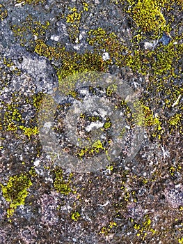 Moss that grows on rock surfaces, is a small, non-vascular plant that grows in moist environments. photo