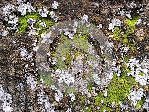 Moss that grows on rock surfaces, is a small, non-vascular plant that grows in moist environments. photo