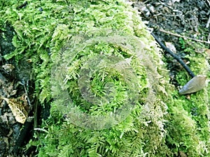 Moss grows on rocks. Common Fern Moss, Thuidium delicatulum