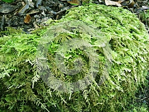 Moss grows on rocks. Common Fern Moss, Thuidium delicatulum