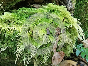 Moss grows on rocks. Common Fern Moss, Thuidium delicatulum