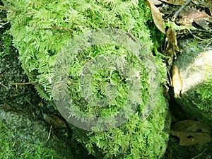 Moss grows on rocks. Common Fern Moss, Thuidium delicatulum