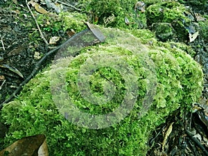 Moss grows on rocks. Common Fern Moss, Thuidium delicatulum