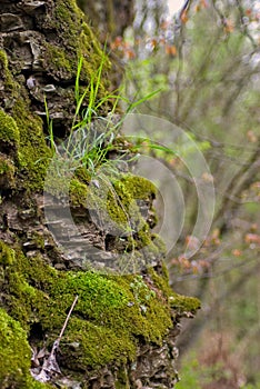 Mossy Outcropping