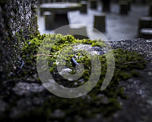 Moss Grows on a Stone Edge