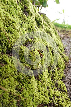 moss grows thickly on the walls