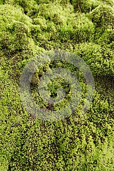 moss grows thickly on the walls