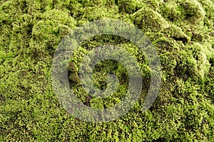 moss grows thickly on the walls