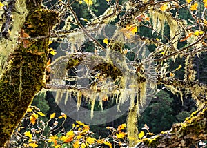 Moss hanging from oak tree branches in autumn
