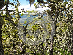 Moss hangs from a tree branch in the understory of forest