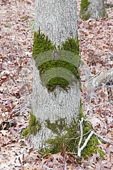 Moss Heart on a Tree Trunk
