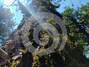 Sunbathed Moss growing a tree photo