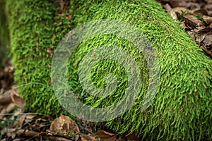 Moss Hypnum andoi on the rock photo