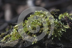 Moss Hypnum cupressiforme