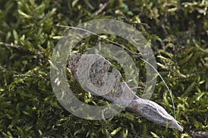 Moss Hypnum cupressiforme