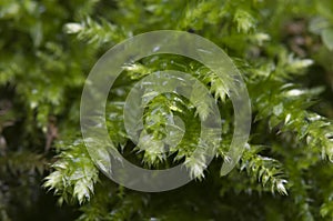 Moss Hypnum cupressiforme photo