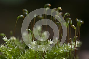 Moss Hypnum cupressiforme photo