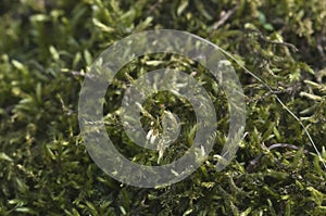 Moss Hypnum cupressiforme photo