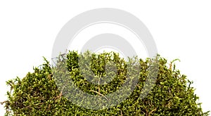 Moss isolated on white