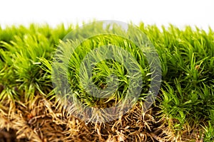 Moss isolated on a white background